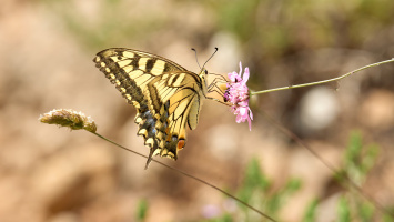 Zakynthos mei 2024