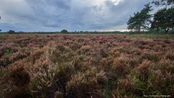 Op de Veluwe