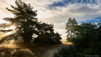 Op de Veluwe