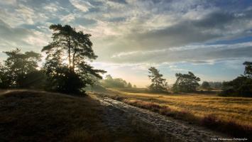 Op de Veluwe