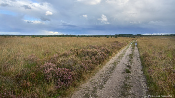 Op de Veluwe