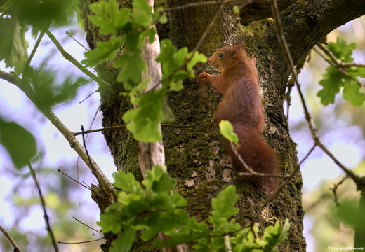 Wildlife