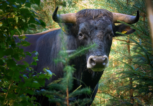 Wildlife