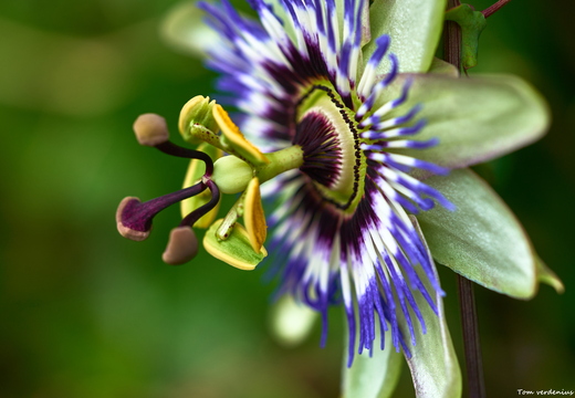 Bloemen
