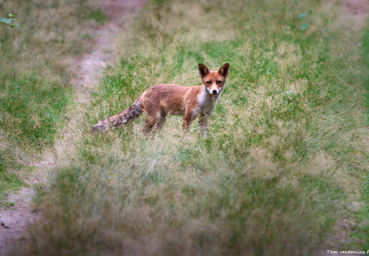 Wildlife